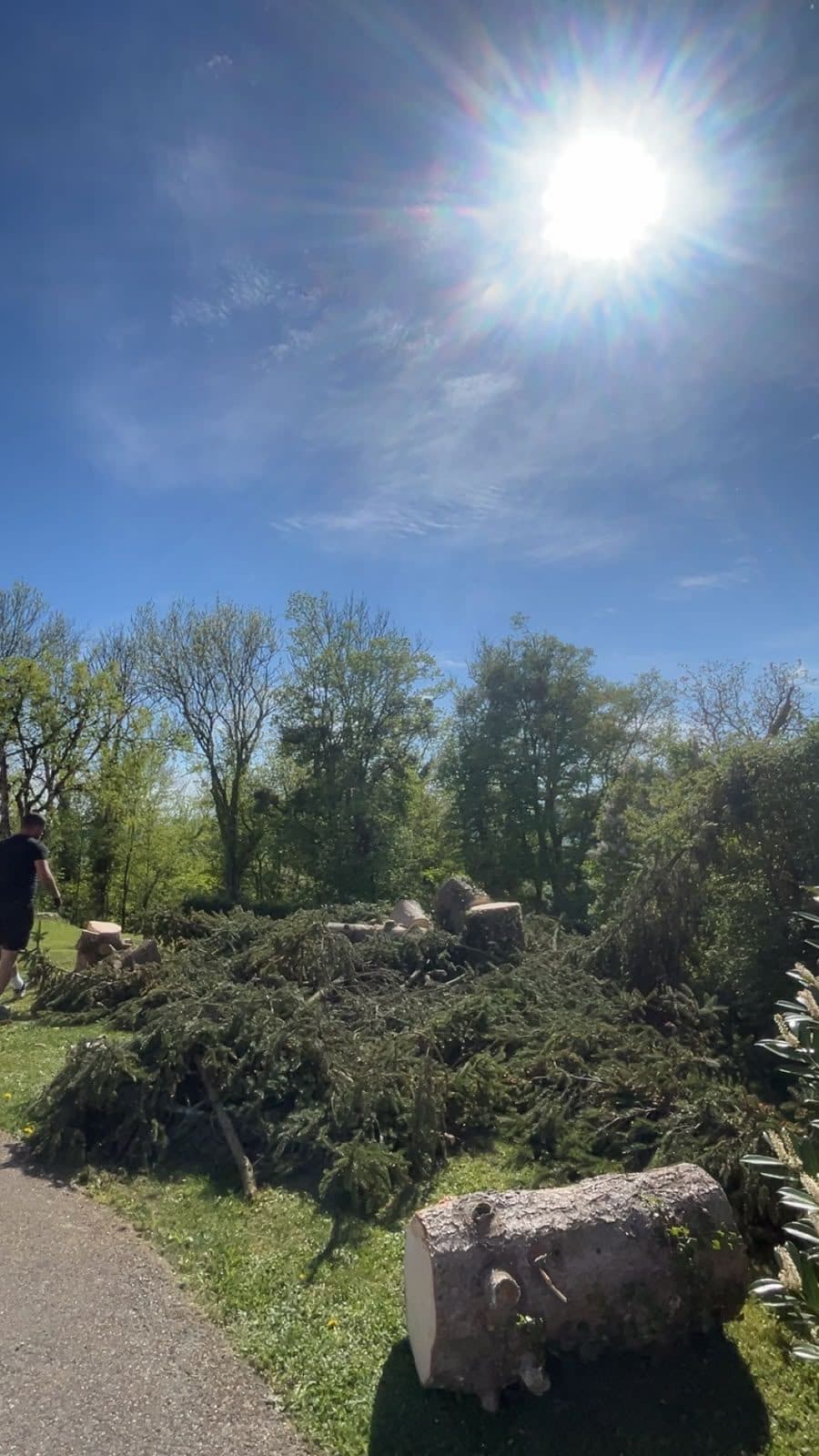 Arbre abattu, tronc débité au sol dans un jardin